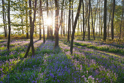 Bluebells Hyacinthoides non-scripta in a forest, near Hueckelhoven, North-Rhine Westphalia, Germany