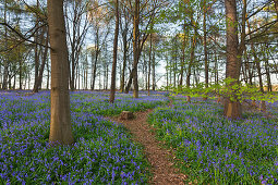 Bluebells Hyacinthoides non-scripta in a forest, near Hueckelhoven, North-Rhine Westphalia, Germany