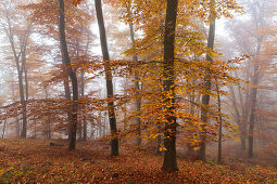 Beech forest in fog, Eifel, Rhineland-Palatinate, Germany