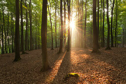 Buchen oberhalb der Kreidefelsen, Nationalpark Jasmund, Rügen, Ostsee, Mecklenburg-Vorpommern, Deutschland