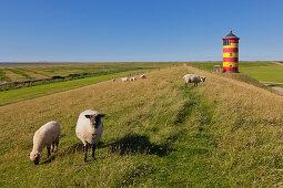Sheep at the dyke, Pilsum lighthouse, near Greetsiel, East Friesland, Lower Saxony, Germany
