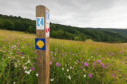 Blumenwiese am Rheinsteig oberhalb der Loreley, Beschilderung Rheinsteig und Jakobsweg, bei Sankt Goarshausen, Rhein, Rheinland-Pfalz, Deutschland