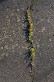 Grass growing through a crack in the asphalt surface