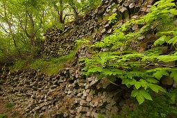 Basaltsäulen, Basalt-Prismenwand am Gangolfsberg, bei Urspringen, Rhön, Bayern, Deutschland