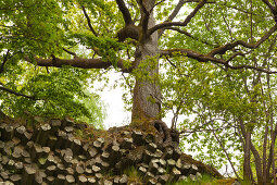 Wurzelwerk der Bäume an der Basalt-Prismenwand am Gangolfsberg, bei Urspringen, Rhön, Bayern, Deutschland
