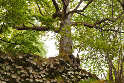 Roots at the basaltic columns at Gangolfsberrock, near Urspringen, Rhoen, Bavaria, Germany