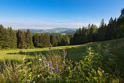 View from the Black Forest Panoramic Road, Black Forest, Baden-Wuerttemberg, Germany