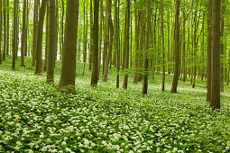 Flourishing wild garlic, beech grove, Hainich national park, Thuringia, Germany