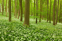 Flourishing wild garlic, beech grove, Hainich national park, Thuringia, Germany