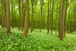 Blühender Bärlauch im Buchenwald, Nationalpark Hainich, Thüringen, Deutschland