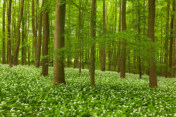 Blühender Bärlauch im Buchenwald, Nationalpark Hainich, Thüringen, Deutschland