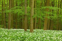 Flourishing wild garlic, beech grove, Hainich national park, Thuringia, Germany