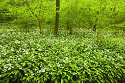 Flourishing wild garlic, beech grove, Hainich national park, Thuringia, Germany