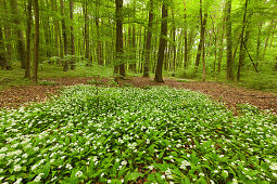 Hiking trail trail though flourishing wild garlic, Hainich national park, Thuringia, Germany