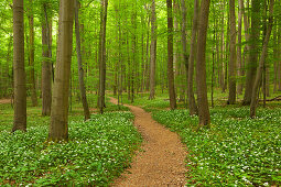 Hiking trail through flourishing wild garlic, Hainich national park, Thuringia, Germany