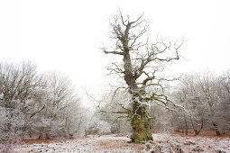 Oak in pastoral forest, North Hesse, Hesse, Germany