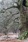 Oak in pastoral forest, North Hesse, Hesse, Germany