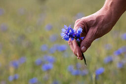 Hand holds blue corn flower in summer field, Mespelbrunn Hessenthal, Raeuberland, Spessart-Mainland, Bavaria, Germany