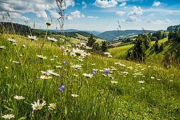 Blumenwiese im Sommer,Todtnauberg, Südschwarzwald, Schwarzwald, Baden-Württemberg, Deutschland