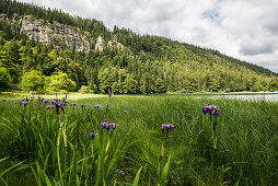 Sibirische Schwertlilie ( Iris sibirica ), Feldsee, Feldberg, Black Forest, Baden-Wuerttemberg, Germany