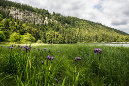 Sibirische Schwertlilie ( Iris sibirica ), Feldsee, Feldberg, Schwarzwald, Baden-Württemberg, Deutschland