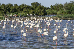 American  Flamingos, (Phoenicopterus ruber),  Parc Ornithologique du Pont de Gau, Camargue, France , Europe