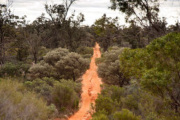 Die überwachsene Sandpiste des Goog's Track, Goog's Track, Südaustralien, Australien