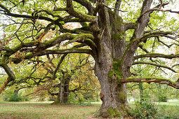 Ancient oak, near Liestal, Canton Basel, Switzerland