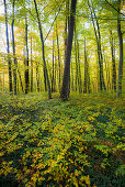 Herbstlicher Buchenwald im Donautal, bei Beuron, Landkreis Sigmaringen, Baden-Württemberg, Deutschland