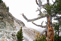 Swiss pine (Pinus cembra), Zermatt, Canton of Valais, Switzerland