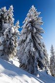 Verschneite Fichten, Picea abies, Winterlandschaft auf dem Arber, Bayern, Deutschland