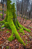 treetrunk covered with moss, Germany, Europe