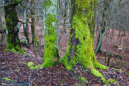treetrunks covered with moss, Germany, Europe