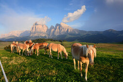 Haflinger-Pferde auf der Seiseralm mit Langkofel, Dolomiten, Südtirol, Italien