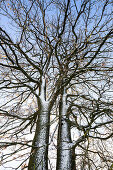 Oak with double stem at Muensing, Bavaria, Germany