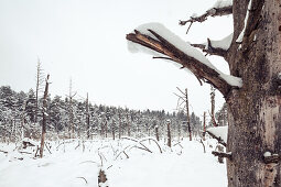 Dead pine trees in a bog, behind mixed forest of firs, pines, pines and birches, Bavaria, Germany