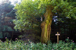 Hohle Eiche (Quercus robur) nahe Frankenau, Nordhessen, Hessen, Deutschland, Europa