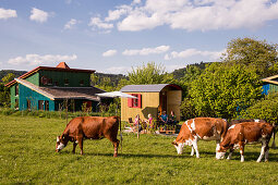 Holiday house Schoeneweiss with friendly cows grazing in a meadow, Voehl, Hesse, Germany, Europe
