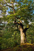 Große Buche im sommerlichem Buchenwald (Fagus sylvatica) des Nationalpark Kellerwald-Edersee, Nordhessen, Hessen, Deutschland, Europa