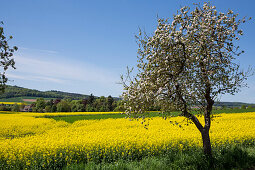 Blühender Apfelbaum vor einem gelb blühenden Rapsfeld bei Züschen, Fritzlar, Nordhessen, Hessen, Deutschland, Europa