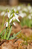 Schneeglöckchen (Galanthus), nahe Frankenau, Nordhessen, Hessen, Deutschland, Europa