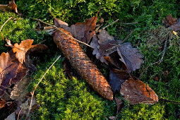 Close-up of spruce cone (Picea) amidst oak leaves (Quercus petraea) and moss near Frankenau, Hesse, Germany, Europe