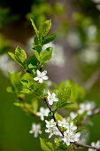 Zwetschgenblühten (Prunus domestica), Bad Wildungen, Nordhessen, Hessen, Deutschland, Europa