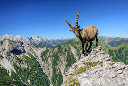 Steinbock steht auf Felsabsatz, Karwendel im Hintergrund, Naturpark Karwendel, Karwendel, Tirol, Österreich