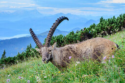 Steinbock grast in Wiese, Zugspitze im Hintergrund, Benediktenwand, Bayerische Alpen, Oberbayern, Bayern, Deutschland