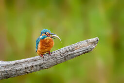 Eisvogel schluckt kleinen Fisch, Alcedo atthis, Almere, Flevoland, Niederlande