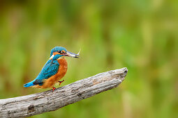 Eisvogel schluckt kleinen Fisch, Alcedo atthis, Almere, Flevoland, Niederlande