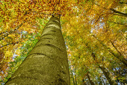 Beech tree in autumn colours, Upper Bavaria, Bavaria, Germany