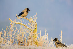 Two carrion crows sitting on meadow, Corvus corone, Feldberg, Mecklenburg Lakeland, Mecklenburg-Vorpommern, Germany