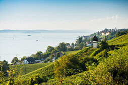 Historic Rebgut Haltnau vineyard on Lake Constance, with the town of Meersburg am Bodensee on the right, Lake Constance, Meersburg, Baden-Württemberg, Germany